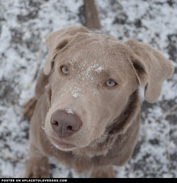 Aplacetolovedogs:  Beautiful Blue Is A Gorgeous, Fun Loving And Snuggly Silver Lab