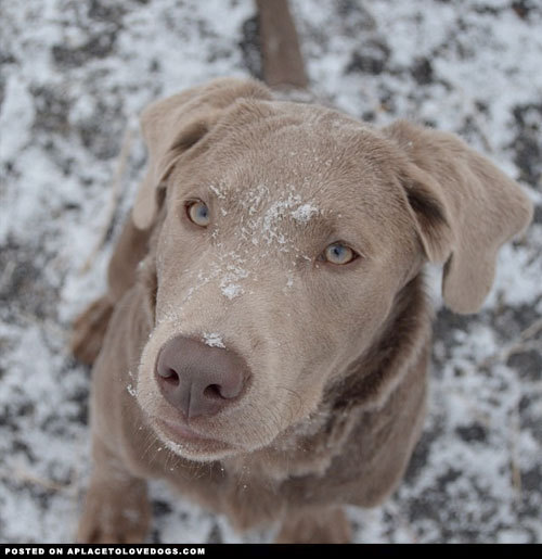 aplacetolovedogs:  Beautiful Blue is a gorgeous, fun loving and snuggly Silver Lab puppy! @blue_suede_pooch For more cute dogs and puppies