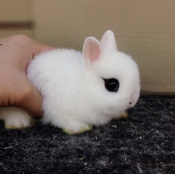 inturnaround:  nonsolokawaii:  Sweet Bunnies =^ω^= (via)  Life is hard. Here’s