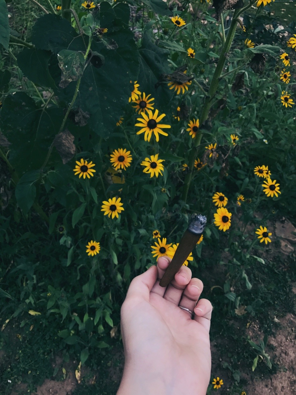 oregonja: 🌼🌻