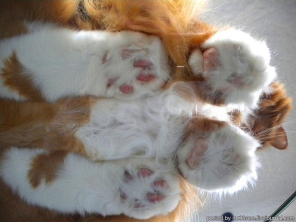 lazulisong:  always reblog cats on glass tables 