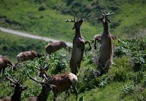 killing-the-prophet:Deer graze on Alatau Maraly farm in Kasymbek gorge, in Kazakhstan’s Almaty regio