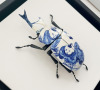 entomologize:ALTALTALTCeramic beetles by Ross DeWayne Campbell