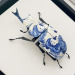 entomologize:ALTALTALTCeramic beetles by Ross DeWayne Campbell