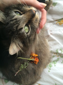 vvristss:  Dried marigolds and my marigold