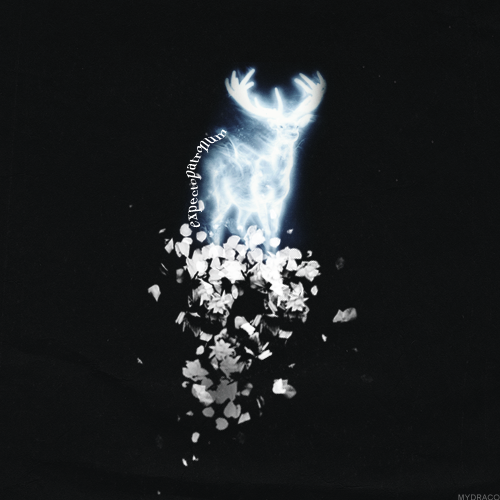 mydraco:22 - Favourite patronus/your patronus.“This ancient and mysterious charm conjures a magical 