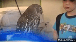 sft425:  lolfactory:  DO I LOOK CALM TO YOU? ➨ funny blog [via imgur]  anaisalicious 