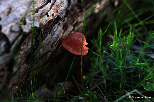 antechinus-agilis:  The little things. The delicate details. With only a short walk through the Gram