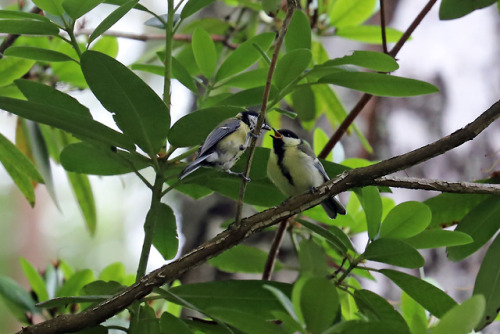 Great tit/talgoxe. By now the chick is larger than the exhausted parents.