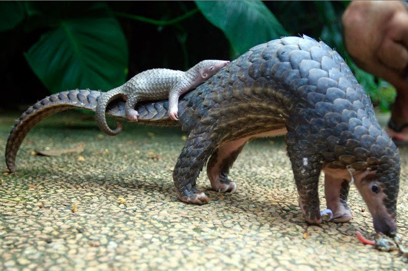 whatthefauna:  A baby pangolin is born quite helpless, other than the ability to