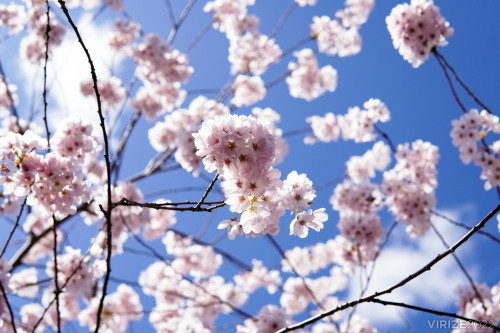 I don’t get to flex my photography skills often, but here’s some cherry blossoms I shot yesterday wh