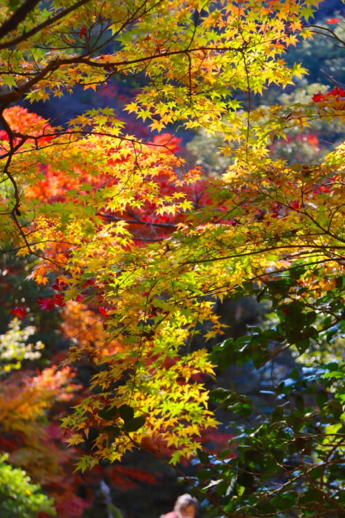 Autumn in Natadera templeJapanese taste for the simple and quiet grace with age BI