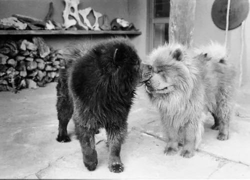 Georgia O’Keeffe and Her Chow Chows