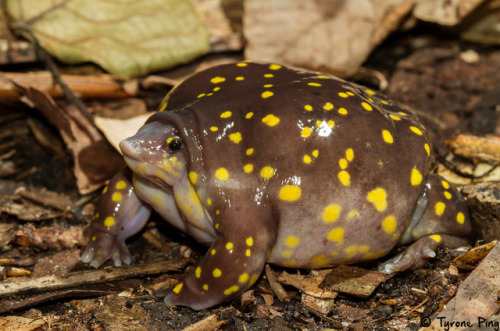 toadschooled:This spotted shovel snout frog [also known as the spotted burrowing frog, Hemisus gutta