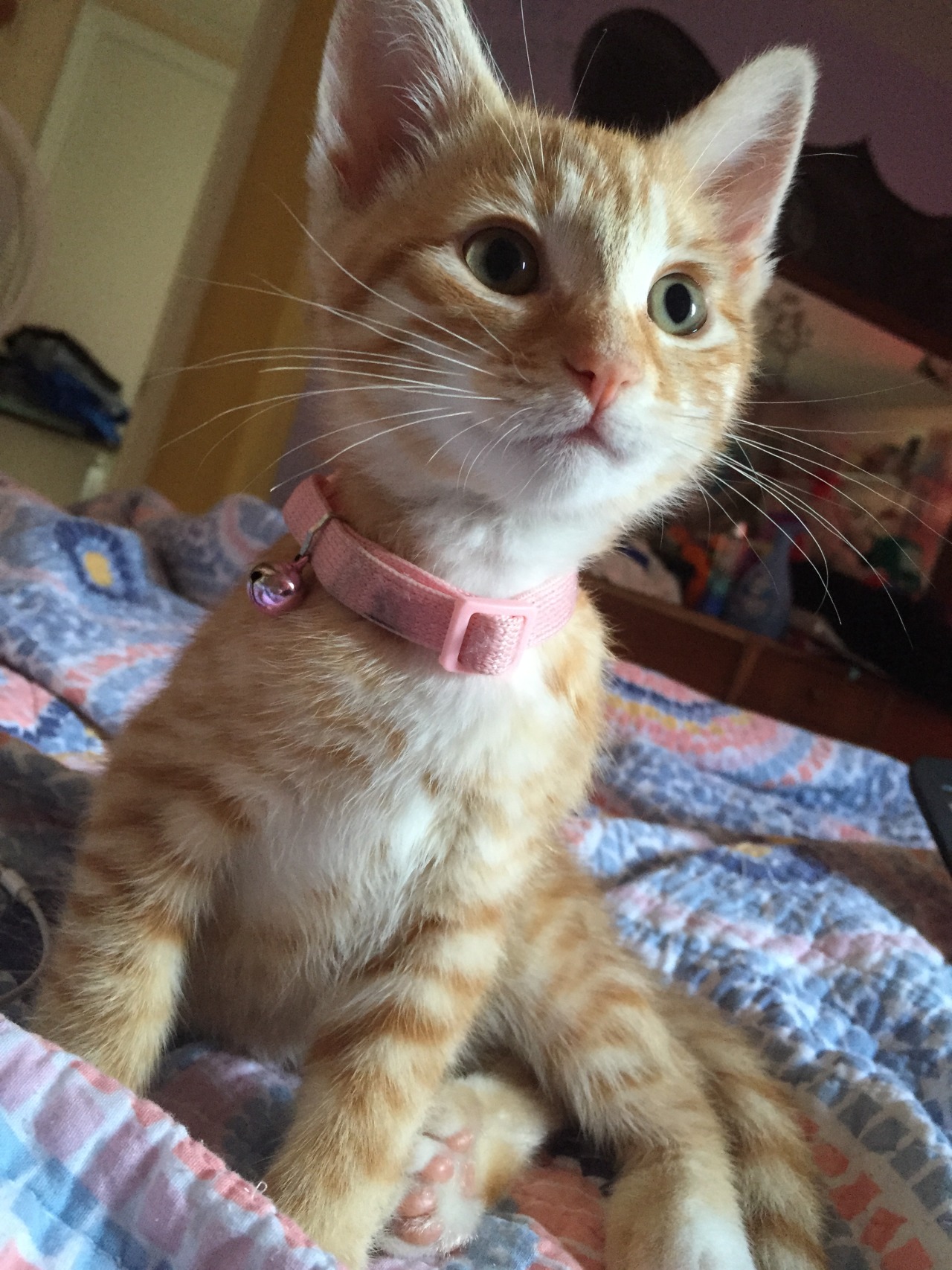 baileef:  today’s update on rosies paws: still cute and thumb like 