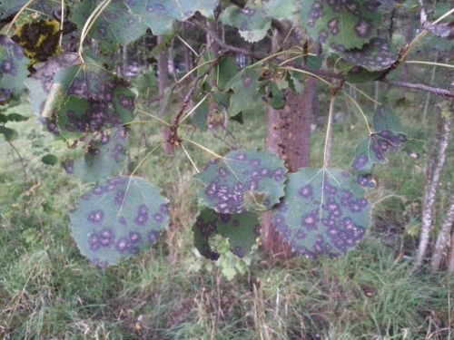 A leaf spot disease on common aspen leaves (Populus tremula).