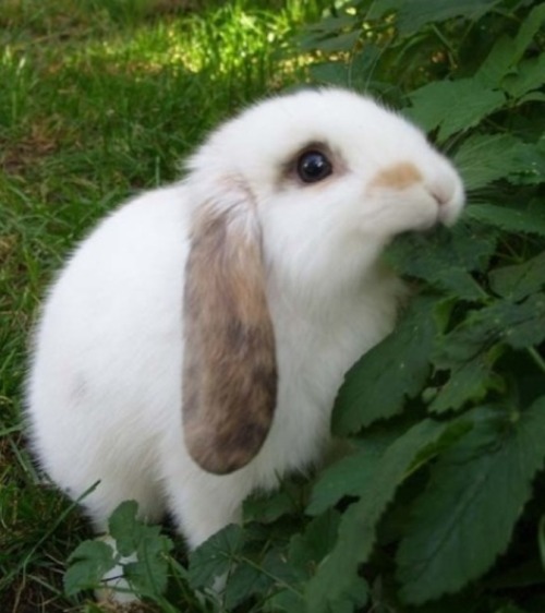 mahinabunny:  🌸Sweet Precious Bunnies🌸  🌸For Sweet & Crafty Bunny Finds .. Mini Paintings, Sock bunnies & more.. please visit: https://www.etsy.com/shop/MahinaBunnyCreations 🌸 Mahalo !!!🌸