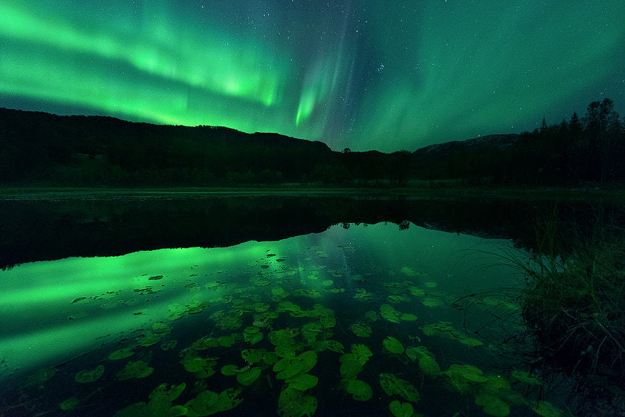 te5seract:  Night of the Lights &amp; #9 Lilypond Lightshow by  Arild Heitmann