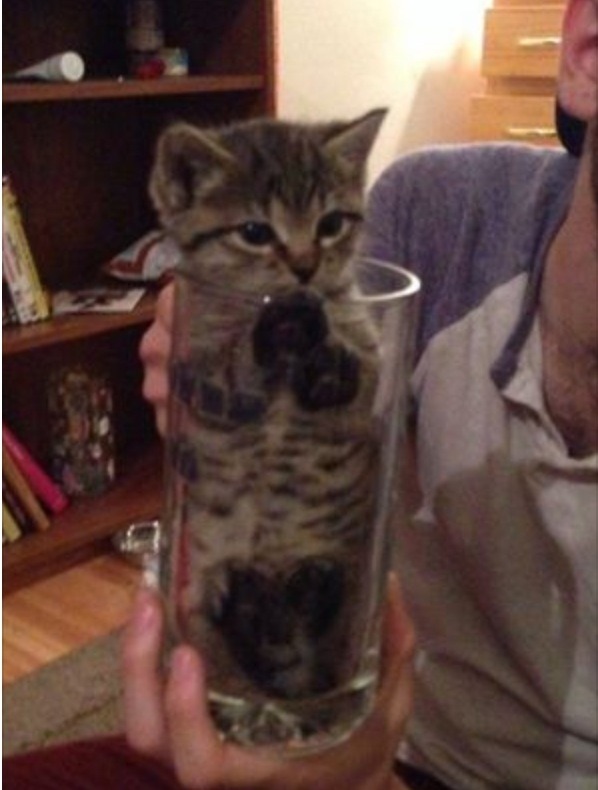 CATANIST