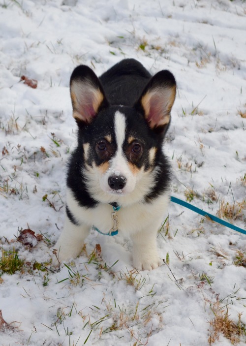 handsomedogs:The first snow for Louie the corgi.