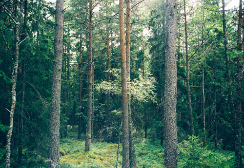 lost-adventures: — Urkult — by hanna ukura on Flickr.