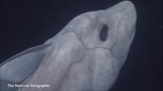 rage-steel:sixpenceee:A ghost shark caught on camera for the first time by Jason Bittel. Little is k