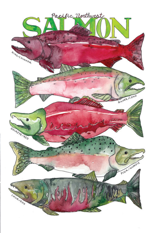 watercolorsforlandlubbers:Pacific Northwest Salmon Watercolor Art Print 9&quot;x12&quot; and