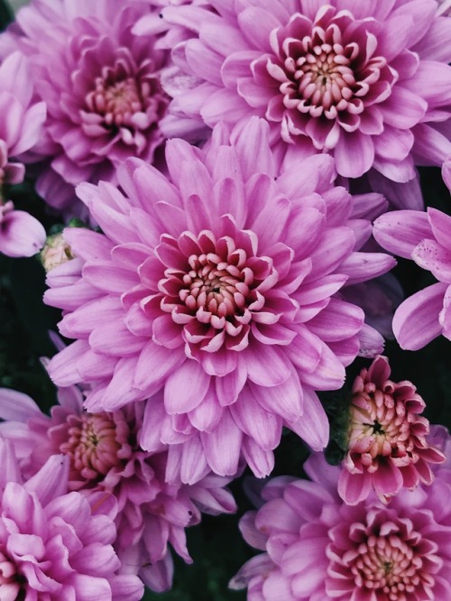 Pink Chrysanthemums | September 2017 | Created with VSCO®