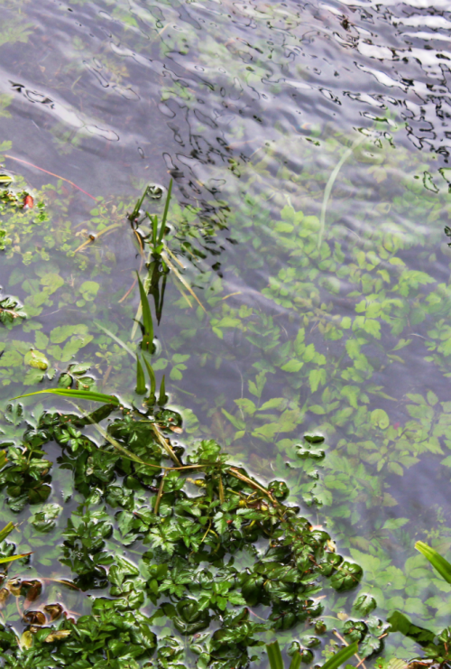 bright-witch: The Garden of Sun and Rain ◈ Pacific Northwest photography by Michelle N.W. ◈ ◈ Print 