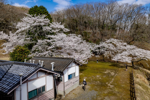 閑谷学校の春