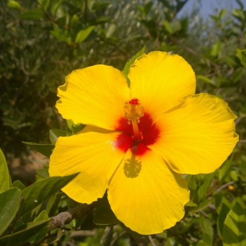 Greek produce and a yellow hibiscus.