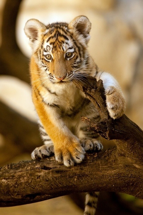 Wildlife World Zoo