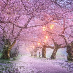 voiceofnature:  Sakura petals flying in the