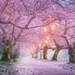 voiceofnature:  Sakura petals flying in the  air by Daniel Kordan 