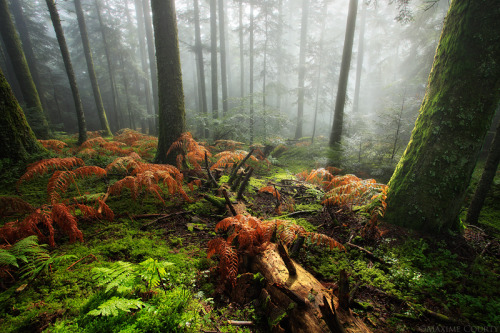 flowers-and-piercings: Feeling Forest’s Soul by MaximeCourty
