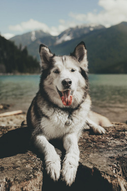 envyavenue:  Aldo the Malamute by Dylan Furst.