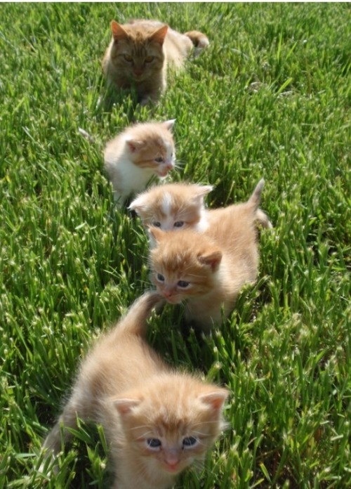 First Field Trip.(via Orscheln Farm & Home Member Pet Pictures)