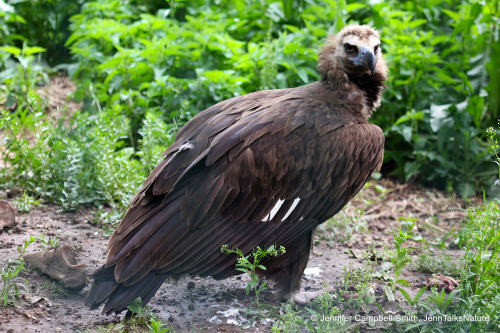 Happy International Vulture Awareness Day!  Bald is beautiful!.  Why are they bald?  