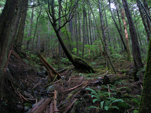 rainy day in the Tongass by glacierman on Flickr.