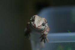 ciliatusgekko:  My gargoyle of all time, Ziggy! 