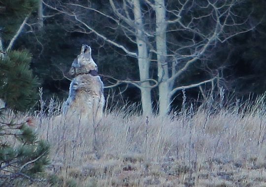 wolveswolves:  First wolf in Grand Canyon (Utah) for 70 years shot and killedby hunter