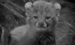 thebabyanimals:  beautiful blog full of baby animals!