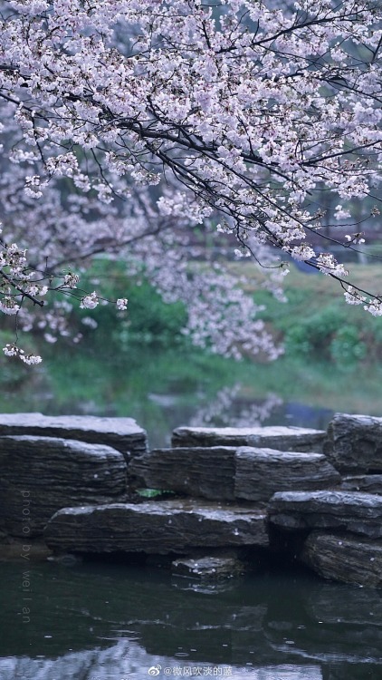 fuckyeahchinesegarden:spring in 明孝陵mingxiaoling, nanjing city, jiangsu province by 微风吹淡的蓝