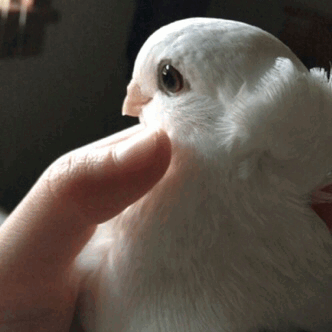 tinysaurus-rex:  slowly-dying111:  tinysaurus-rex:  How to properly love on your dinosaur  On your w