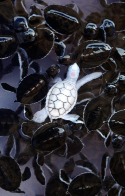 meinefluchderzeit:  animals with albinism