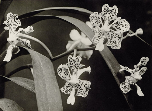 moonrockworld: Vanda tricolor, Albert Renger-Patzsch, ca 1924