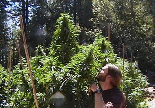 natural76:  warrenthestrain: 420 pot strain kush cannabis herb stoner marijuana ganja weed Mmm