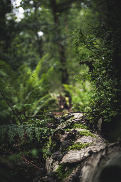 hiadammarshall: Exploring the Forest FloorAdam Marshall Photography Prints | Tumblr | Facebook 
