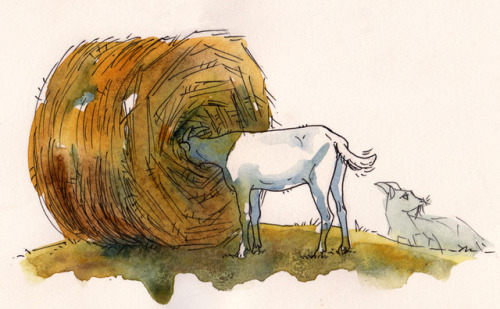 mspencerdraws:This is unrelated to anything but uh. I pass one particular paddock of goats and sheep