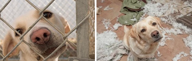 catsbeaversandducks:  &ldquo;Saving one animal’s life won’t make a difference